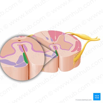 Tracto corticoespinal anterior (Tractus corticospinalis anterior); Imagen: Paul Kim