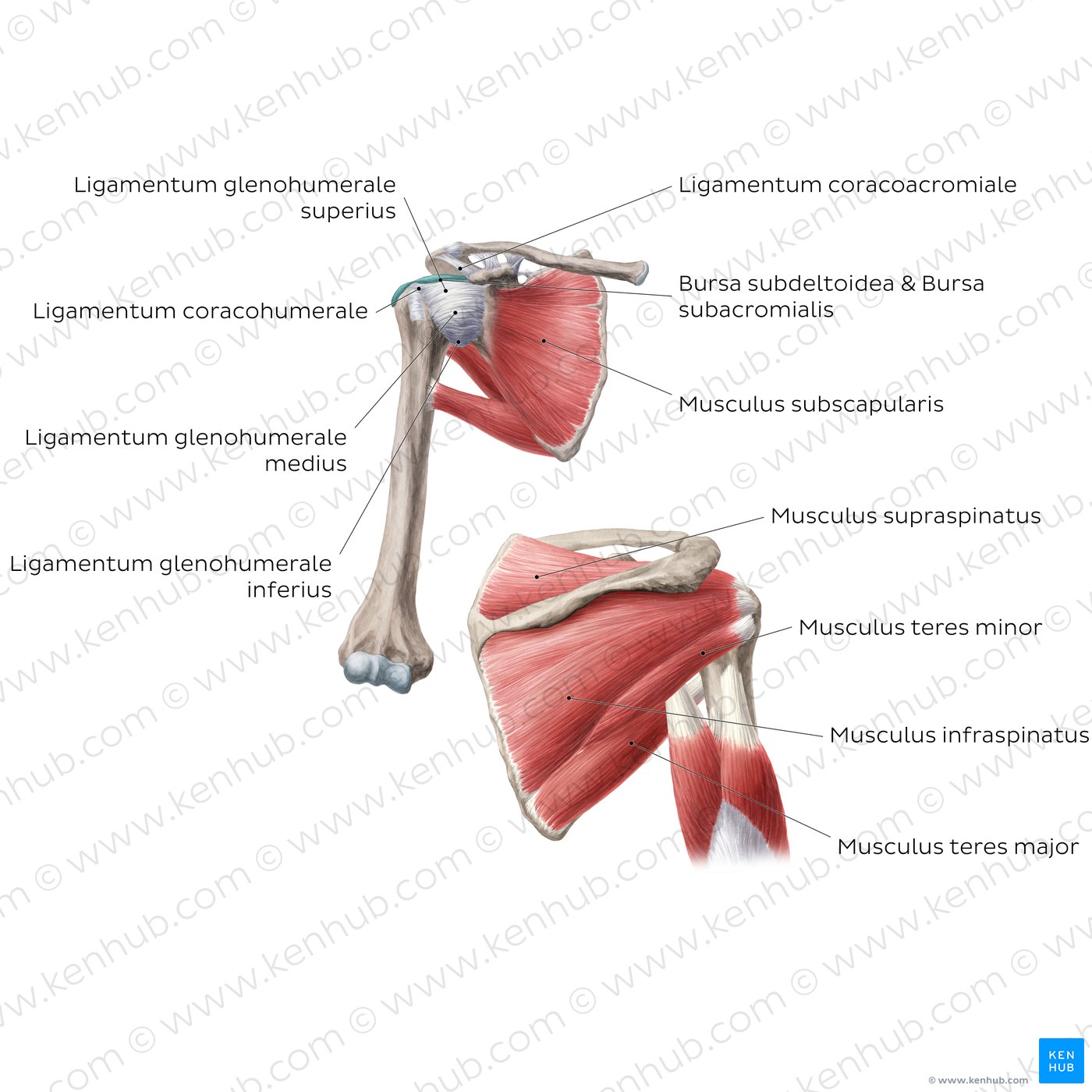 Schultergelenk - von anterior und posterior