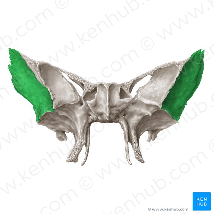 Facies temporalis alae majoris ossis sphenoidalis (Schläfenseite des großen Keilbeinflügels); Bild: Samantha Zimmerman