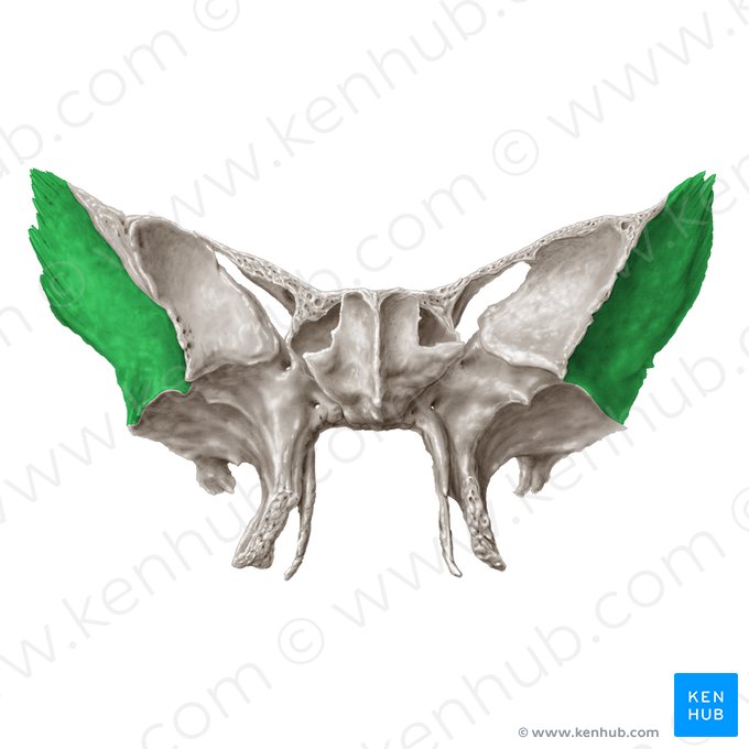 Superfície temporal da asa maior do osso esfenoide (Facies temporalis alae majoris ossis sphenoidalis); Imagem: Samantha Zimmerman