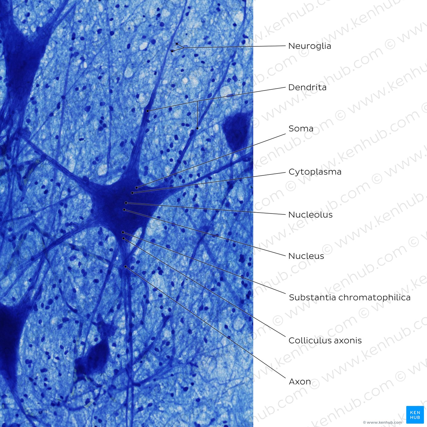 Multipolar neuron (Luxol-fast blue stain)