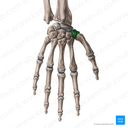 Trapezium bone (Os trapezium); Image: Yousun Koh