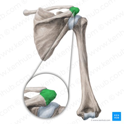 Acromion de la escápula (Acromion scapulae); Imagen: Yousun Koh