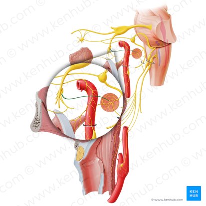 Lesser petrosal nerve (Nervus petrosus minor); Image: Paul Kim