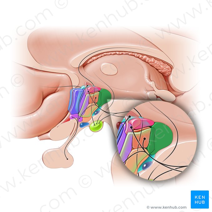 Posterior hypothalamic nucleus (Nucleus posterior hypothalami); Image: Paul Kim