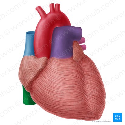 Vena cava inferior (Untere Hohlvene); Bild: Yousun Koh