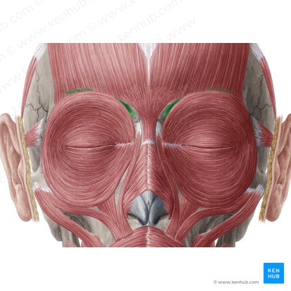 Musculus corrugator supercilii (Stirnrunzler); Bild: Yousun Koh