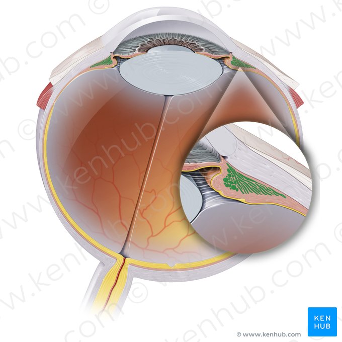 Músculo ciliar (Musculus ciliaris); Imagem: Paul Kim