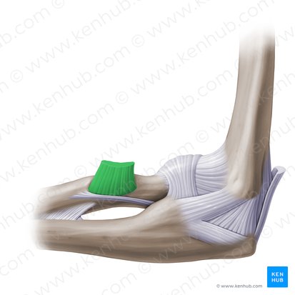 Distal tendon of biceps brachii muscle (Tendo distalis musculi bicipitis brachii); Image: Paul Kim