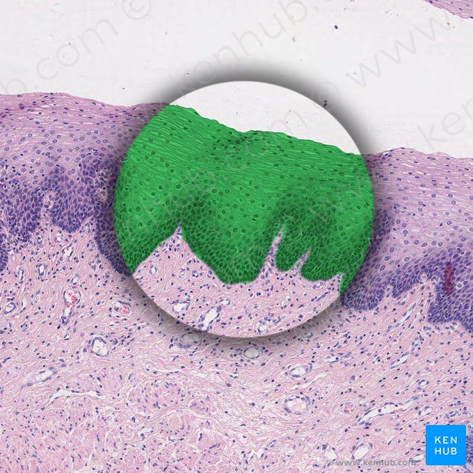 Epitelio escamoso estratificado no queratinizado (Epithelium stratificatum squamosum non cornificatum); Imagen: 