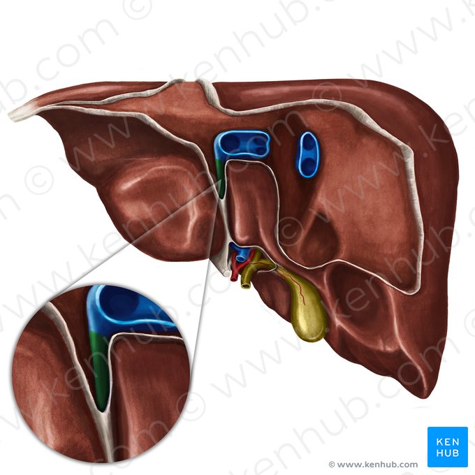 Ligamentum venosum of liver (Ligamentum venosum hepatis); Image: Irina Münstermann