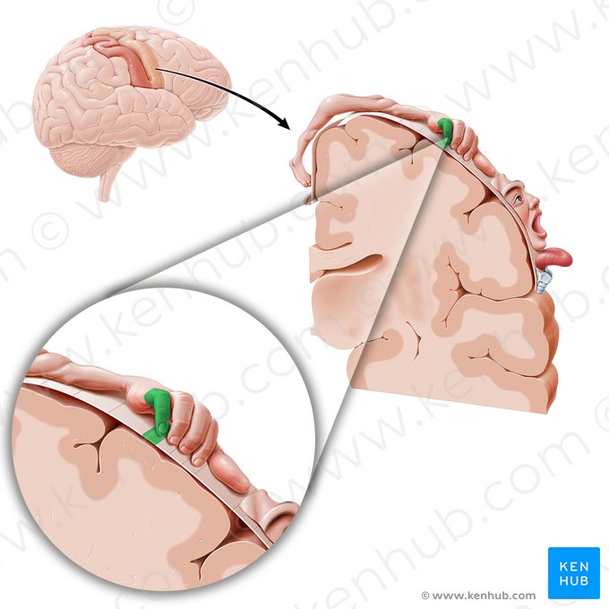 Cortex motorius digiti minimi manus (Motorischer Kortex des kleinen Fingers); Bild: Paul Kim