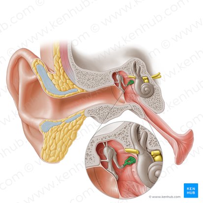 Radiopaedia - Drawing Middle ear ossicles: malleus, incus and