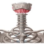Suprahyoid muscles