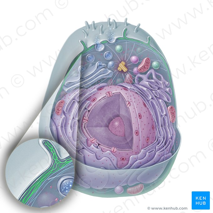 Microfilamento (Microfilamentum); Imagem: Paul Kim