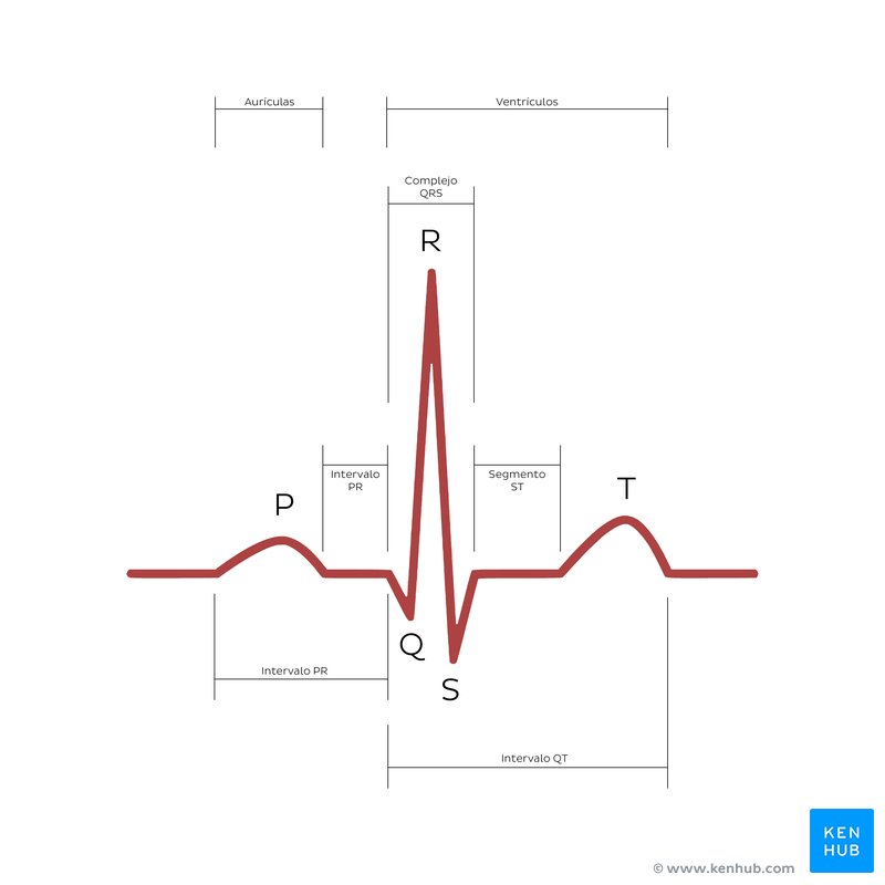 Electrocardiograma (ECG o EKG)