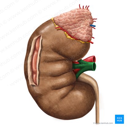 Veia renal direita (Vena renalis dextra); Imagem: Irina Münstermann