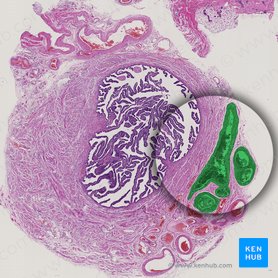 Ramos das artérias uterinas e ováricas (Rami arteriarum uterinae et ovaricae); Imagem: 