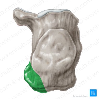 Processo medial da tuberosidade calcânea (Processus medialis tuberis calcanei); Imagem: Samantha Zimmerman