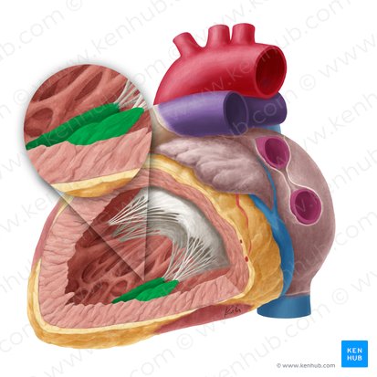 Músculo papilar posterior do ventrículo esquerdo (Musculus papillaris inferior ventriculi sinistri); Imagem: Yousun Koh