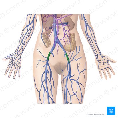 Vena iliaca externa (Äußere Beckenvene); Bild: Begoña Rodriguez