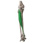 Músculo tibial anterior