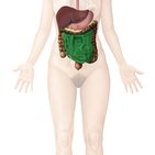 Sistema digestório (digestivo)
