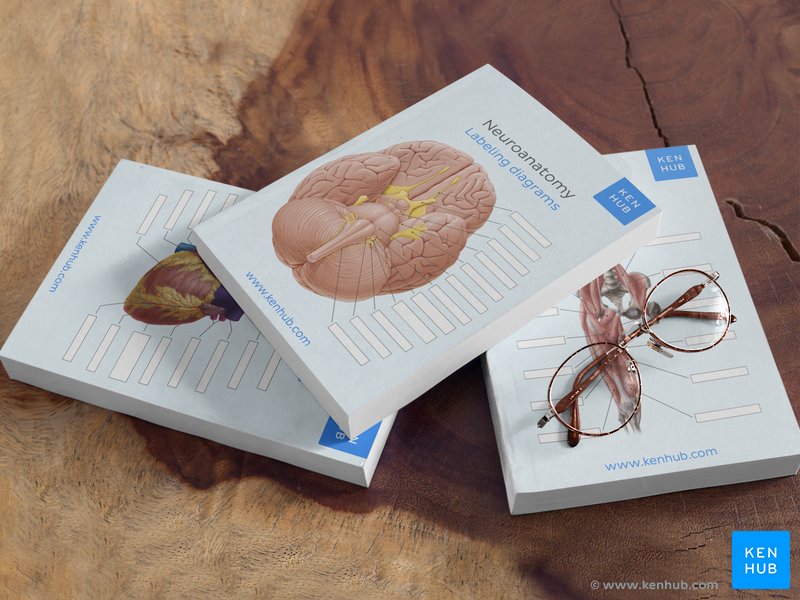 Neuroanatomy, thorax and lower limb labeling diagrams books.