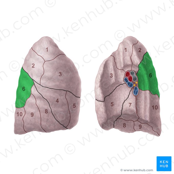 Segmento superior do pulmão direito (Segmentum superius pulmonis dextri); Imagem: Paul Kim