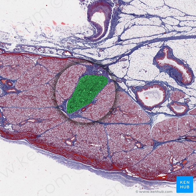 Lóbulo glandular (Lobulus glandularis); Imagen: 