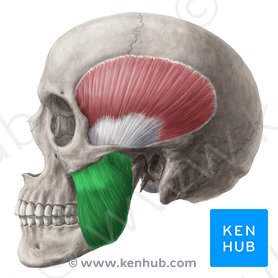 Masseter muscle: Anatomy, origin, insertion, function | Kenhub