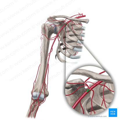 Arteria thoracoacromialis (Brustkorb-Schulter-Arterie); Bild: Yousun Koh