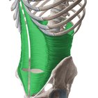 Musculus transversus abdominis