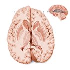 Horizontal section of the brain