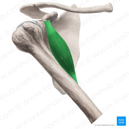 Coracobrachialis muscle (Musculus coracobrachialis); Image: Yousun Koh