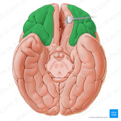 Giros orbitários (Gyri orbitales); Imagem: Paul Kim