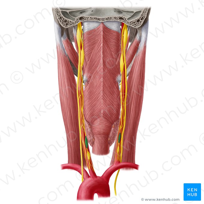 Middle cervical ganglion (Ganglion cervicale medium); Image: Yousun Koh