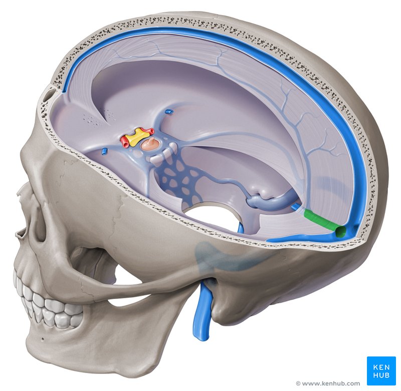 Straight sinus - cranial view