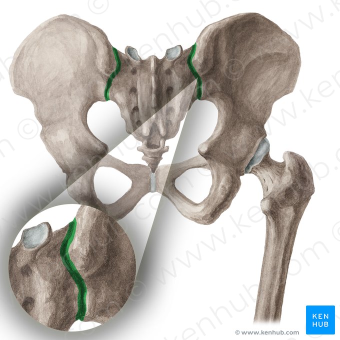 Articulação sacroilíaca (Articulatio sacroiliaca); Imagem: Liene Znotina