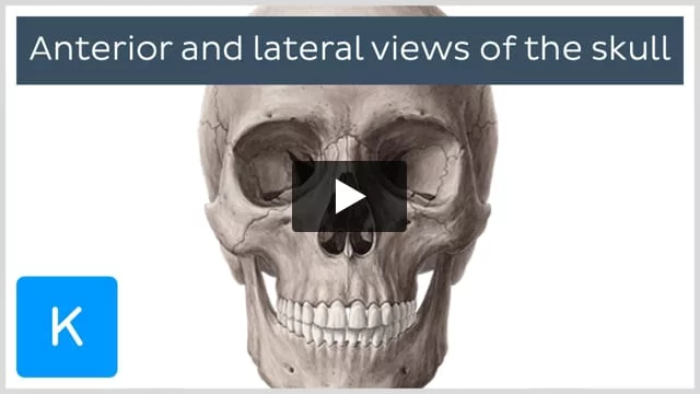 The Skull Bones - Orbital View