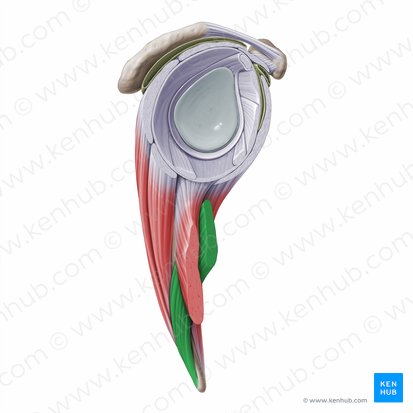 Teres major muscle (Musculus teres major); Image: Paul Kim