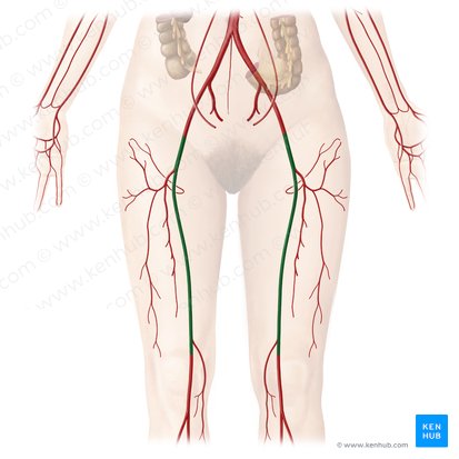 Femoral artery (Arteria femoralis); Image: Begoña Rodriguez