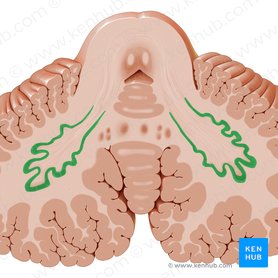 Dentate nucleus (Nucleus dentatus); Image: Paul Kim