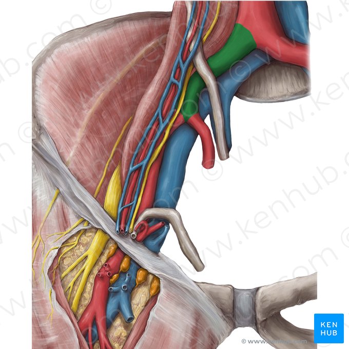 Arteria iliaca communis (Gemeinsame Beckenarterie); Bild: Hannah Ely