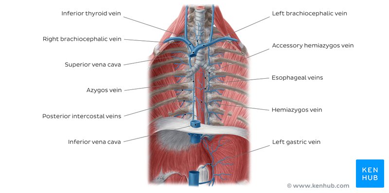 Veins of the esophagus - anterior view
