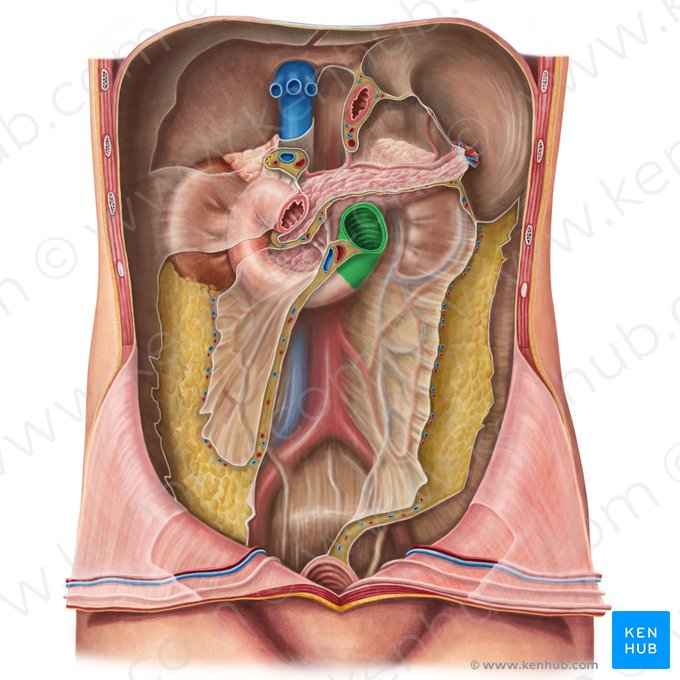 Ascending part of duodenum (Pars ascendens duodeni); Image: Irina Münstermann