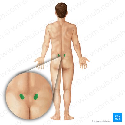 Spina iliaca posterior superior (Hinterer oberer Darmbeinstachel); Bild: Irina Münstermann