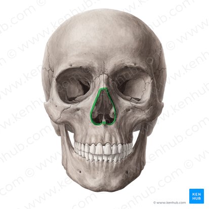 Anterior nasal aperture (Apertura piriformis); Image: Yousun Koh