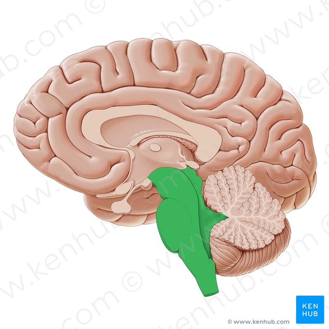 Brainstem (Truncus encephali); Image: Paul Kim