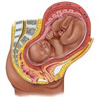 Fetus in der Gebärmutter